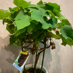 実付き❗️ブドウ ❤️デラウェア 苗木 実付き 6号鉢 多肉植物