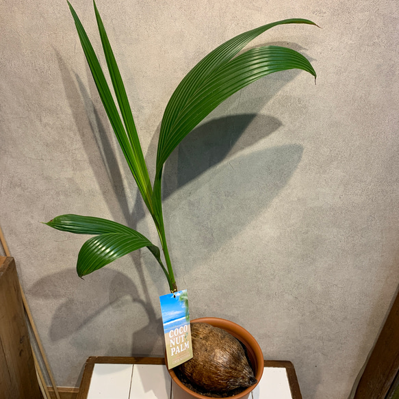 数限定❗️ココヤシ❤️7号鉢 多肉植物 Garden_couleur 通販