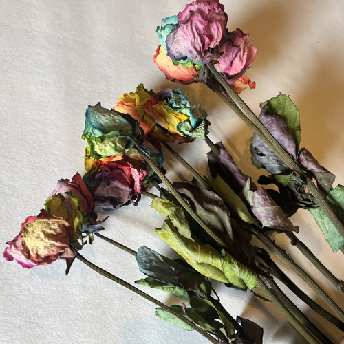 ドライフラワー 花材 素材 単品✿レインボー薔薇5本セット ドライ