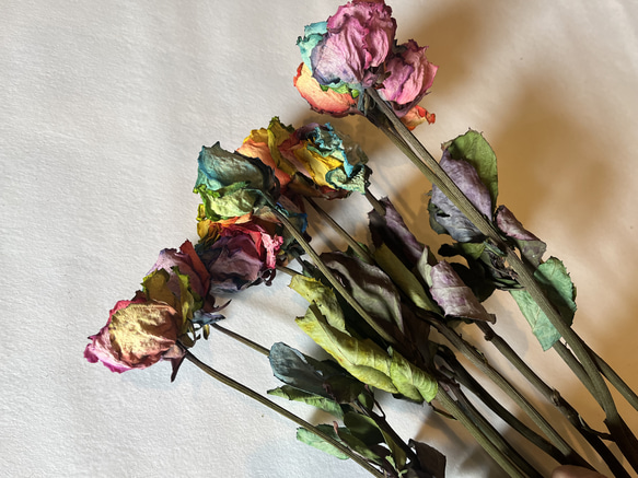 ドライフラワー　花材　素材　単品✿レインボー薔薇5本セット 3枚目の画像