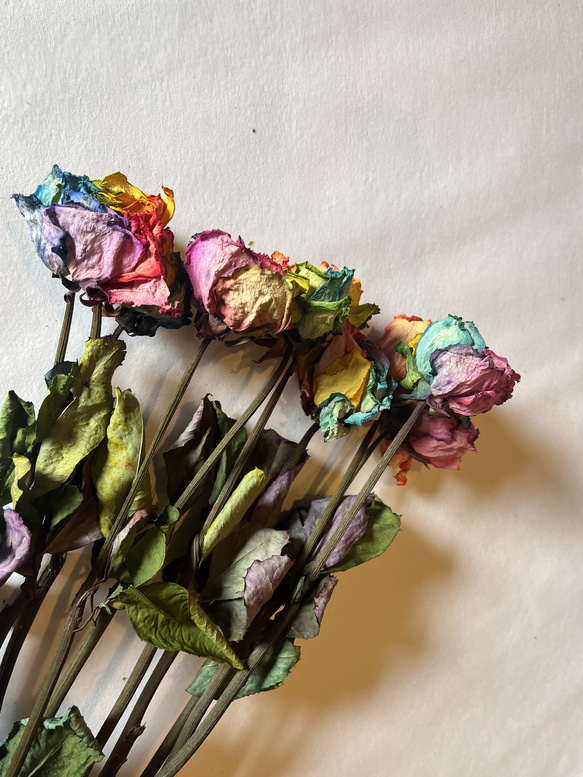 ドライフラワー　花材　素材　単品✿レインボー薔薇5本セット 2枚目の画像