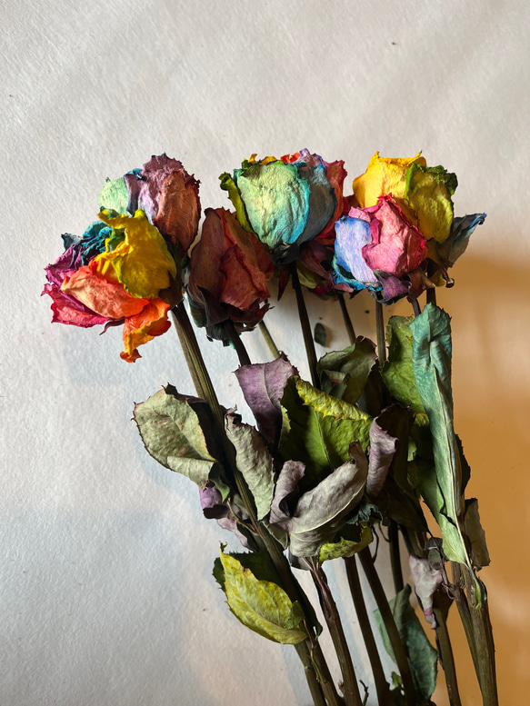 ドライフラワー　花材　素材　単品✿レインボー薔薇5本セット 1枚目の画像