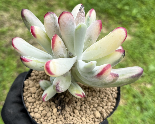 マルガンhy錦　希少　高級品　カット苗　多肉植物　匿名配送 6e80f36417f50065c887a59cc11742