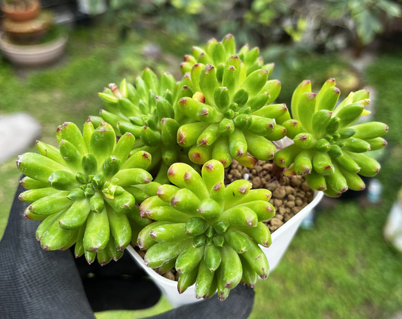 SOLD タッチミー① 群生 厳選韓国苗 名前付き 多肉植物 〜Green〜多肉