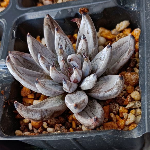 アンギキュラータ　unguiculata　多肉植物 2枚目の画像