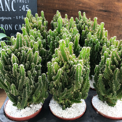 電磁波サボテン♡デスクに♡セレウス♡サボテン♡多肉植物♡インテリア