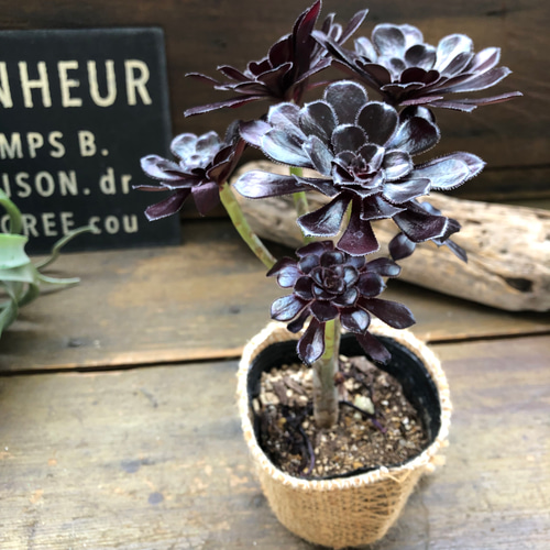 大人気♡黒法師♡アエオニウム♡多肉植物♡おしゃれ アートフラワー