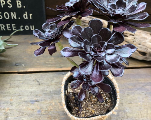 efad0ecd81283282c90beae5dd0059