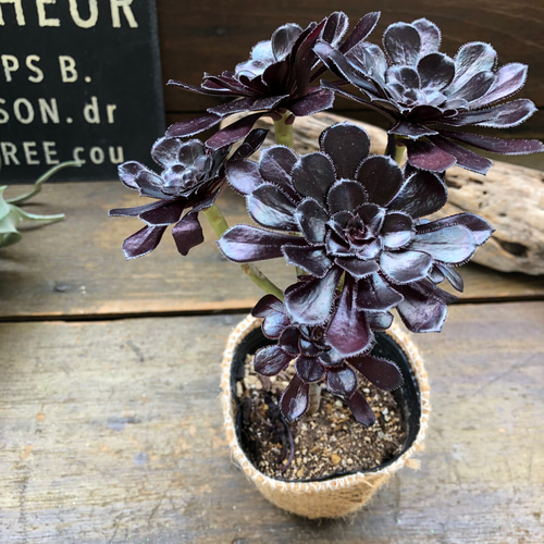 大人気♡黒法師♡アエオニウム♡多肉植物♡おしゃれ アートフラワー