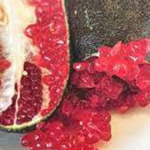 4年生　フィンガーライム接木苗／リックスレッド　8号鉢　果実肥大中 4年生 フィンガーライム接木苗／8号 果実肥大中 リックスレッド