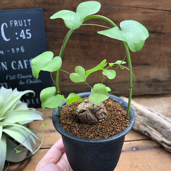 亀甲竜♡希少♡ハート型の葉っぱ♡塊根植物♡多肉植物 3枚目の画像