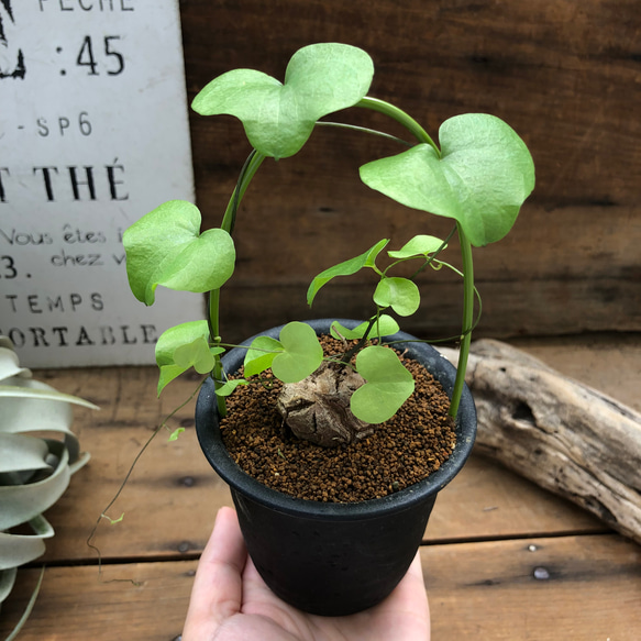 亀甲竜♡希少♡ハート型の葉っぱ♡塊根植物♡多肉植物 8枚目の画像