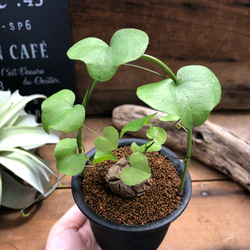 亀甲竜♡希少♡ハート型の葉っぱ♡塊根植物♡多肉植物 10枚目の画像