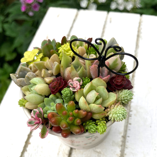 ★速達付き★♡そのまま飾れる♡リメイク鉢♬可愛い多肉植物寄せ植え♡ ピック付き♡ ☆速達 ☆?そのまま飾れる?ヨーロピアンガーデンの箱庭風?多肉