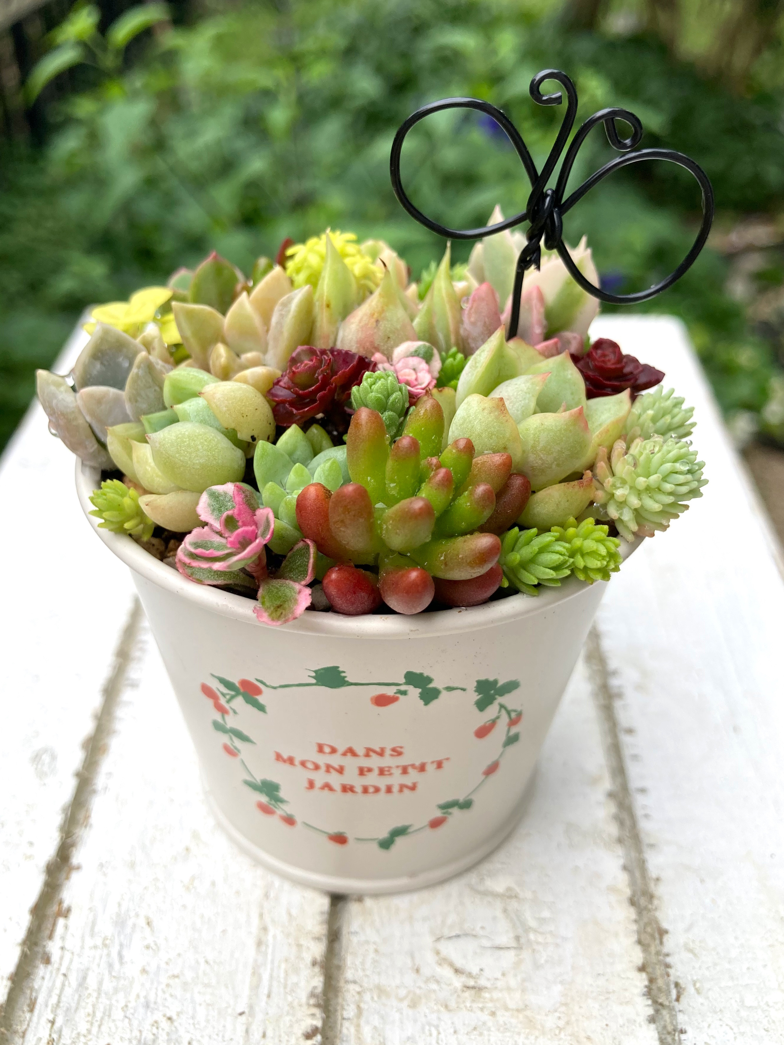 ★速達付き★♡そのまま飾れる♡リメイク鉢♬可愛い多肉植物寄せ植え♡ ピック付き♡ 多肉植物寄せ植えそのまま飾れる 素焼き鉢 多肉植物 galleryk's