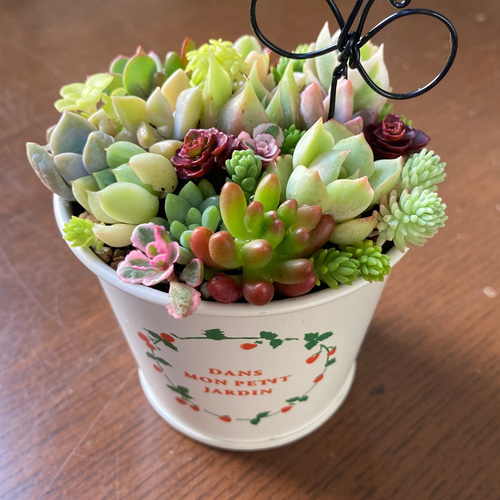★速達付き★♡そのまま飾れる♡リメイク鉢♬可愛い多肉植物寄せ植え♡ ピック付き♡ 多肉植物寄せ植えそのまま飾れる 素焼き鉢 多肉植物 galleryk's