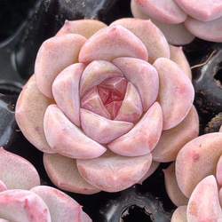 特価❣️ドロサンテマ キラキラ レインボーキャンディーボール 抜き苗