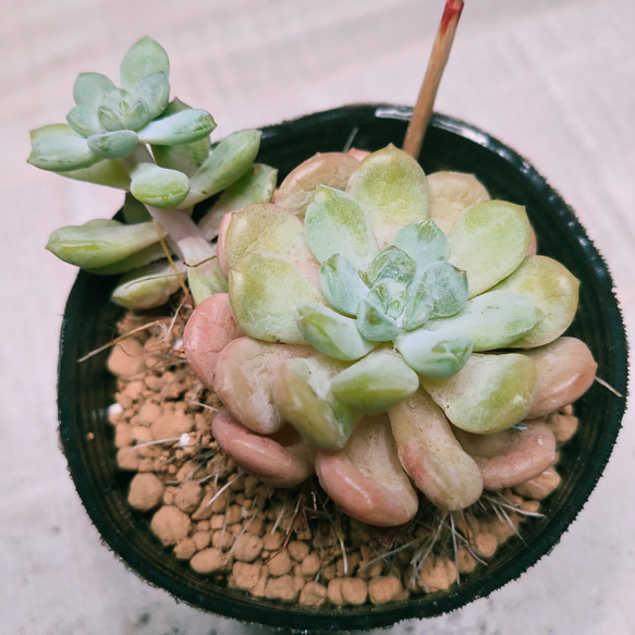 多肉植物 韓国苗 レッドグラス 【公式通販】