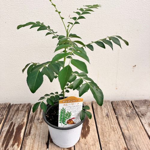 カレーリーフ＊カレーの木＊スパイス＊ナンヨウサンショウ アート