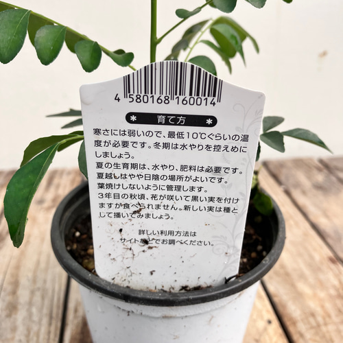 カレーリーフ 高さ約150cm カレーの木 8号 カレーリーフ＊カレーの木＊スパイス＊ナンヨウサンショウ アート