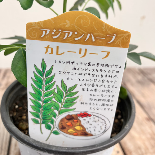 カレーリーフ 高さ約150cm カレーの木 8号 カレーリーフ 高さ約150cm カレーの木 8号
