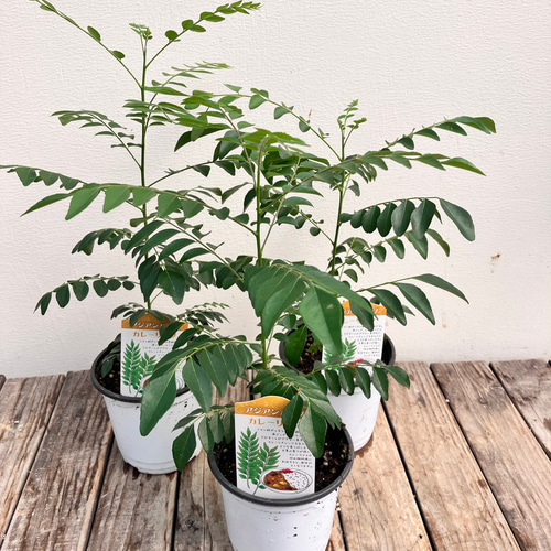 カレーリーフ＊カレーの木＊スパイス＊ナンヨウサンショウ アート