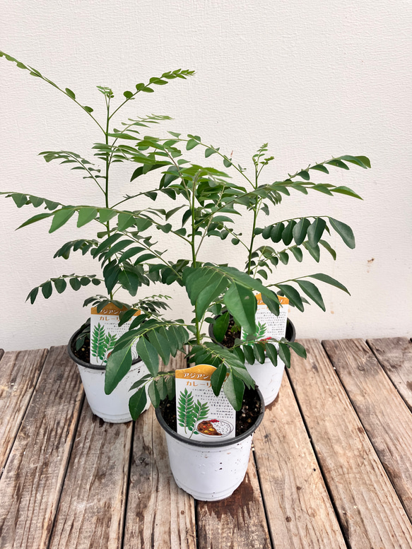 カレーリーフ＊カレーの木＊スパイス＊ナンヨウサンショウ アート