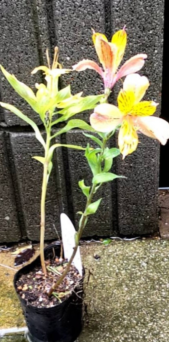 アルストロメリア【ラヨン】ライトイエローの明るい花色 四季咲きの品種 夏には花が少なくなるがあきには又開花する 2枚目の画像