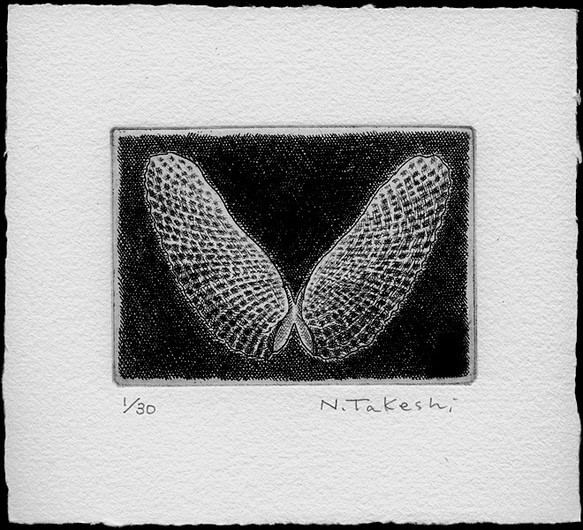 天使の翼貝・2023A/銅版画(額あり） 3枚目の画像