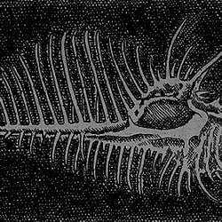 ホネ貝・2023A/銅版画(額あり） 4枚目の画像