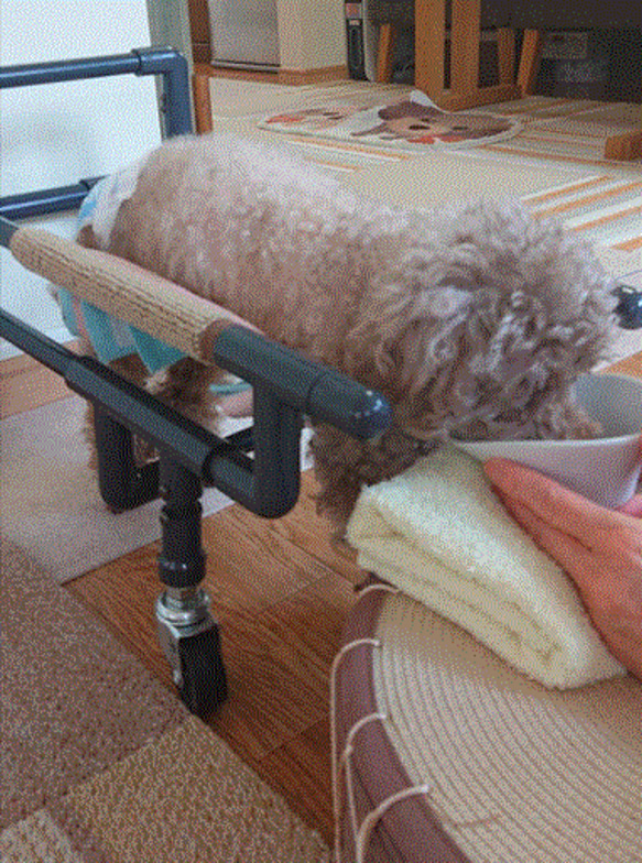 四輪歩行器、犬歩行器、犬車椅子（シートタイプ） 7枚目の画像