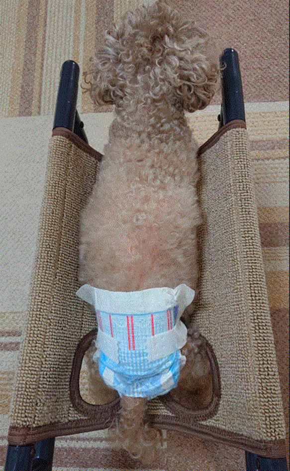 四輪歩行器、犬歩行器、犬車椅子（シートタイプ） 6枚目の画像