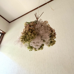 特価】アジサイ スモークツリー フライングスワッグ ＊ 柏葉紫陽花