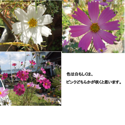 種 コスモス 30粒 自家採取 一般的な普通のコスモス ドライフラワー