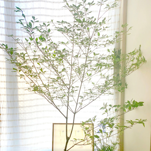 ドウダンツツジ 管理70674 ドウダンツツジ【現品発送】管理70674