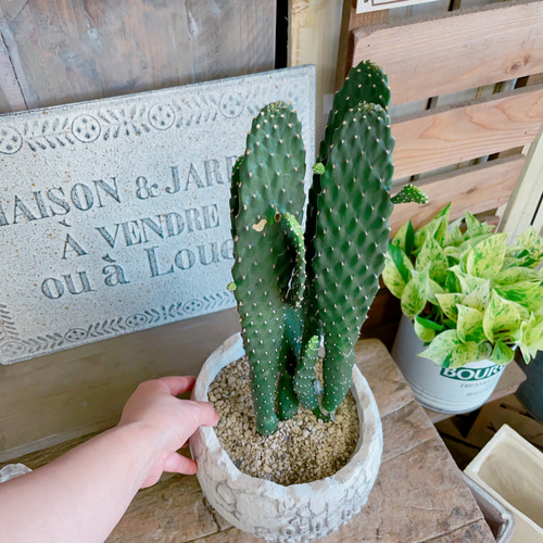 お得！現品♡【うちわサボテン】おしゃれ陶器鉢！人気のさぼてん♪多肉