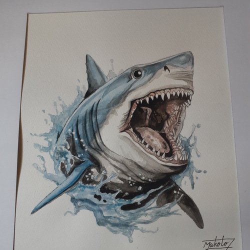 早い者勝ち 水彩画 シャーク 16279957｜Creema(クリーマ) 通販 makochin 絵画 絵画