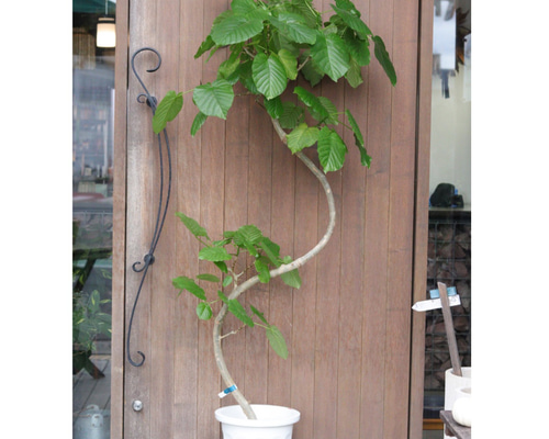 ミ*ト様 ウンベラータ　曲がり　観葉植物　約110センチ　2 楽天市場】【27日09:59までポイント2倍】観葉植物 フィカス