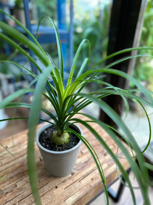 ☆観葉植物 トックリラン