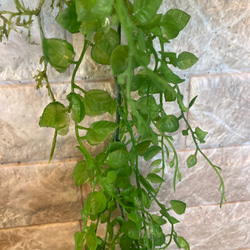 光触媒　人工観葉植物　ウォールグリーン　フェイクグリーン　壁掛け596540 9枚目の画像