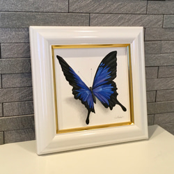 再販オーダー作品（オオルリアゲハ蝶とモナーク蝶の2点）ブラックタイガー様 2枚目の画像