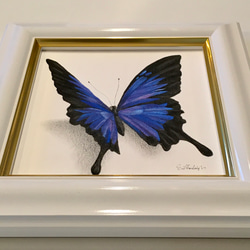 再販オーダー作品（オオルリアゲハ蝶とモナーク蝶の2点）ブラックタイガー様 4枚目の画像