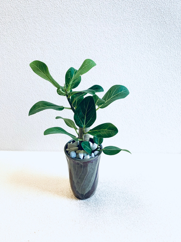 ハイドロカルチャー フィカス　ベンガレンシス　観葉植物 Lサイズ ハイドロカルチャー フィカスベンガレンシス観葉植物 Lサイズ