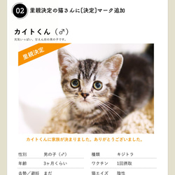保護猫サイトの更新（1ヶ月何ページでも♪） 3枚目の画像