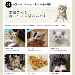 保護猫サイトの更新（1ヶ月何ページでも♪） 4枚目の画像