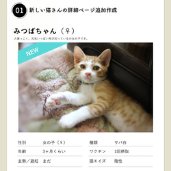 保護猫サイトの更新（1ヶ月何ページでも♪） 2枚目の画像