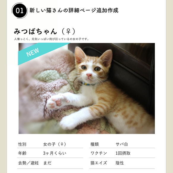 保護猫サイトの更新（1ヶ月何ページでも♪） 2枚目の画像