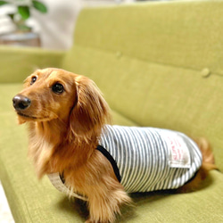 【送料無料】ダックス 小型犬用洋服 【ビアンコ】綿 キャミソール 犬服 ダックス プードル チワワ 6枚目の画像