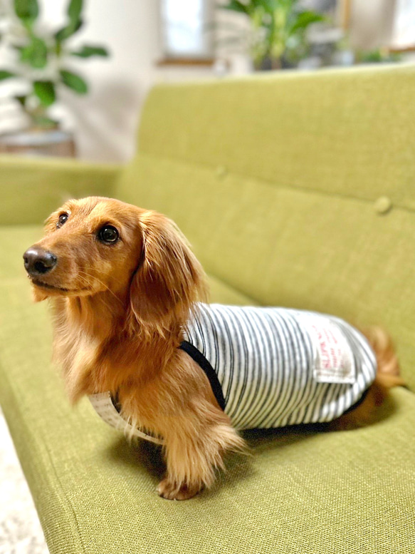【送料無料】ダックス 小型犬用洋服 【ビアンコ】綿 キャミソール 犬服 ダックス プードル チワワ 6枚目の画像