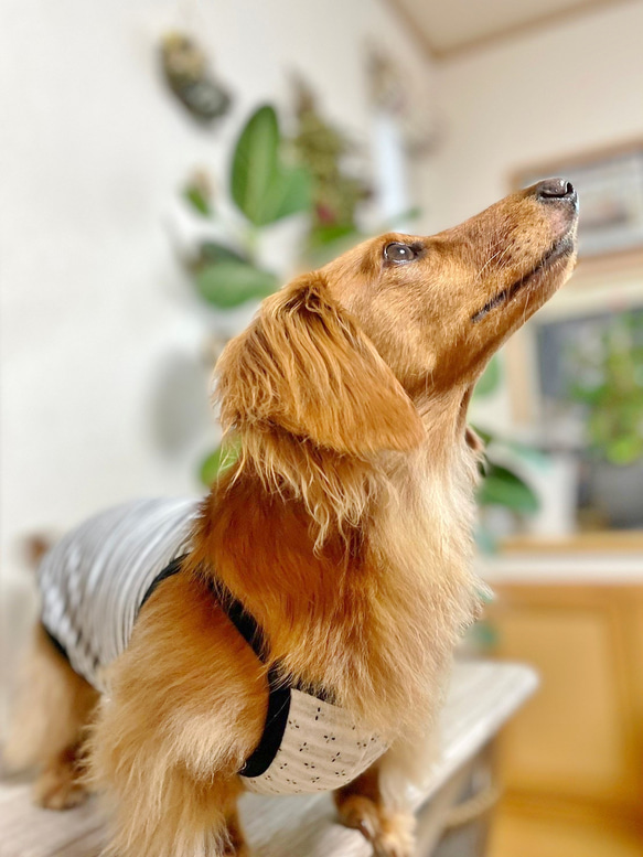 【送料無料】ダックス 小型犬用洋服 【ビアンコ】綿 キャミソール 犬服 ダックス プードル チワワ 3枚目の画像